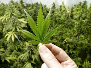 Cosmetic Product Liability Insurance Hemp Based CBD product insurance